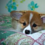 Reddybook Review: How This Digital Platform Reinvents Publishing and Connects with 11xplay