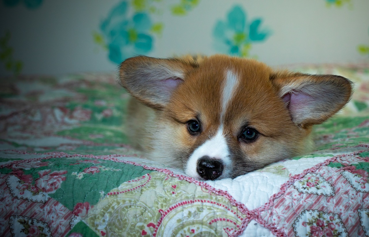 Reddybook Review: How This Digital Platform Reinvents Publishing and Connects with 11xplay